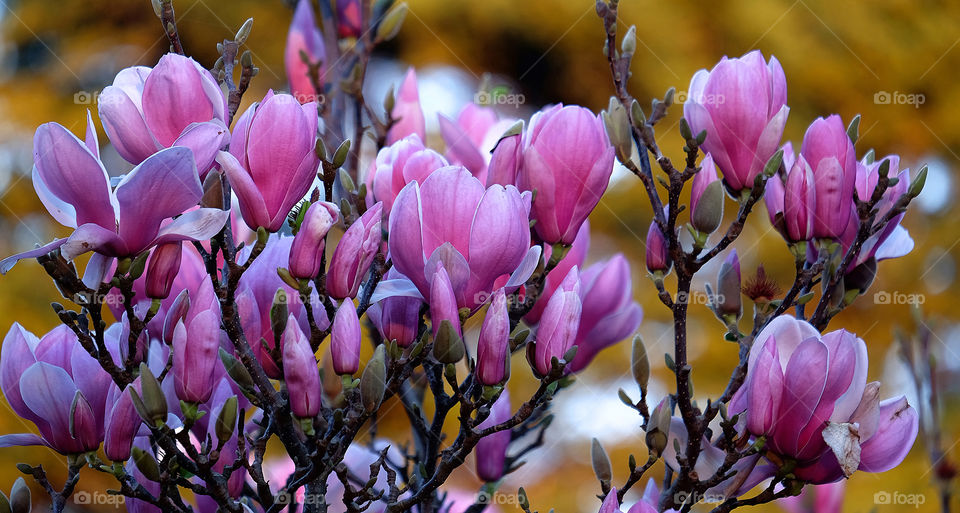 Early spring in the southern hemisphere
