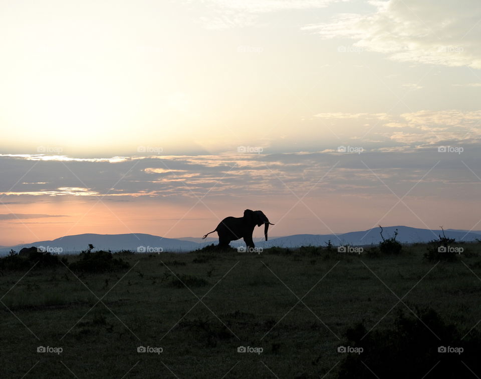 Silhouette of elephant in sunrise