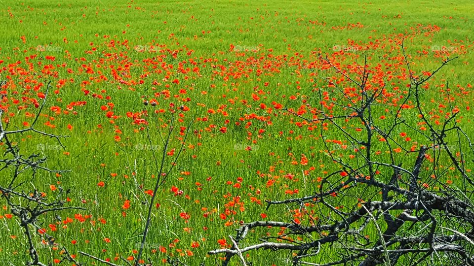 Poppy field