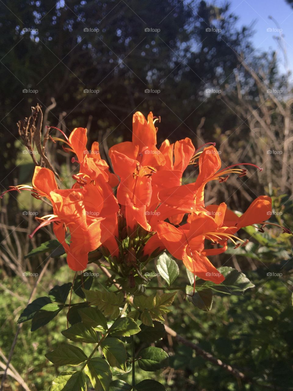 Orange flower from south blooming in November 