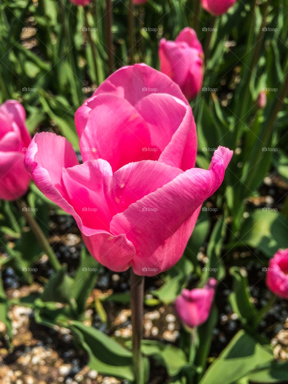 Closeup of a pink tulip 