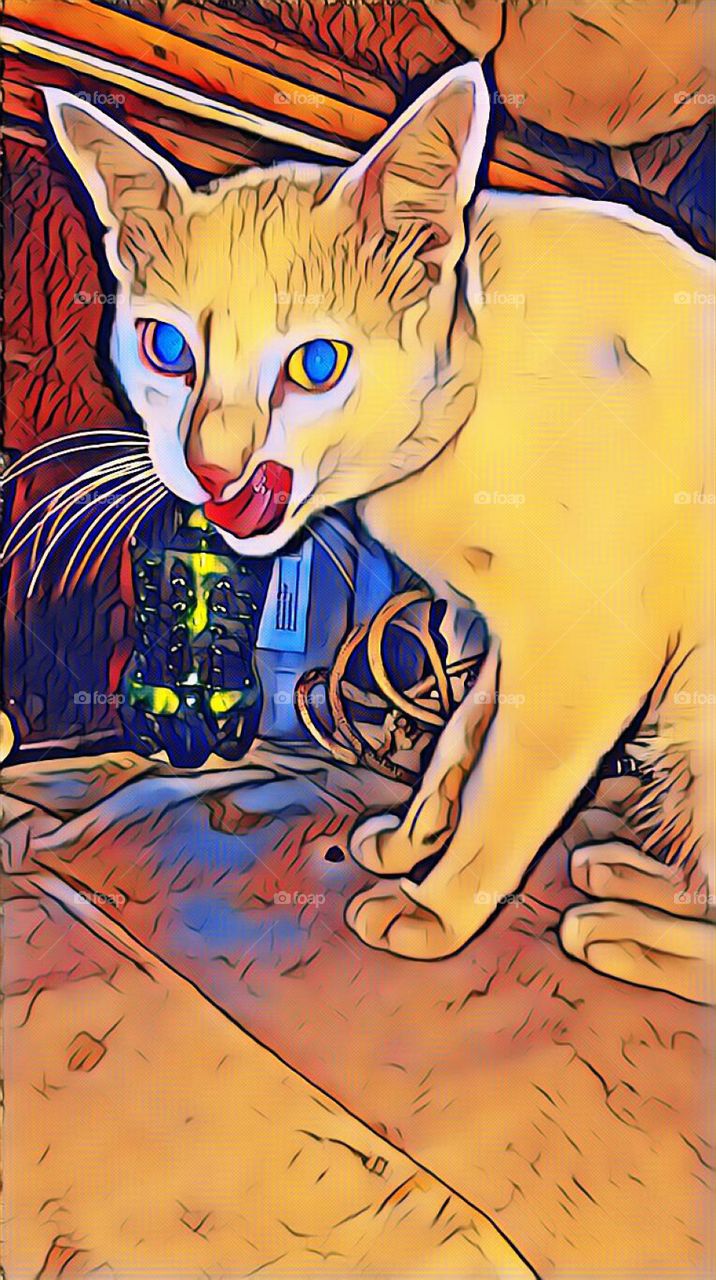 My Coloring Cat