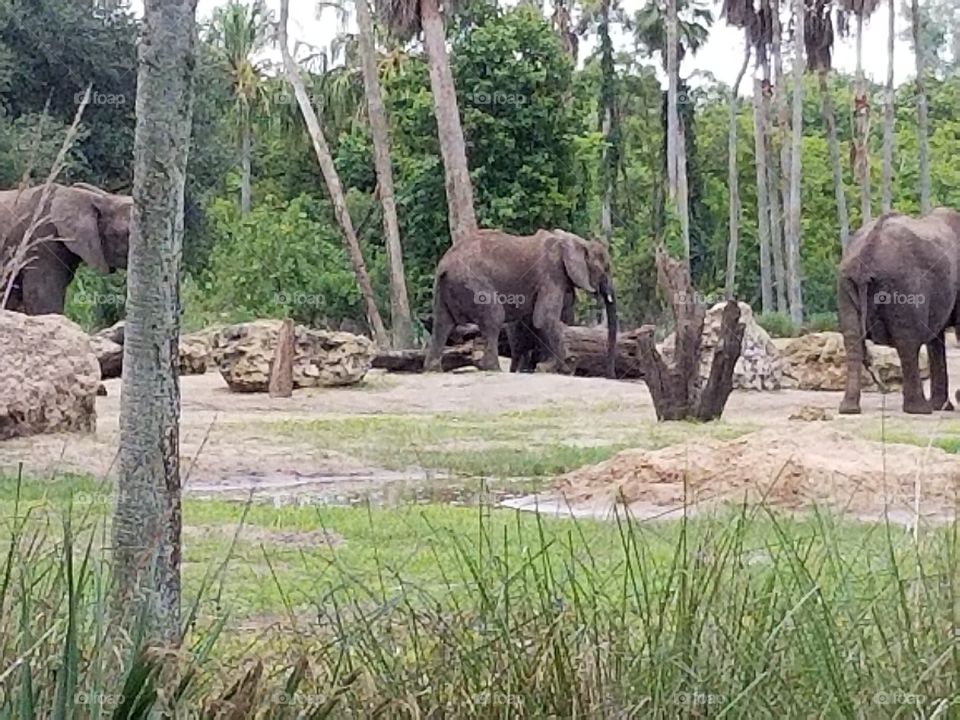 A herd of elephants travel across the grassland at Animal Kingdom at the Walt Disney World Resort in Orlando, Florida.