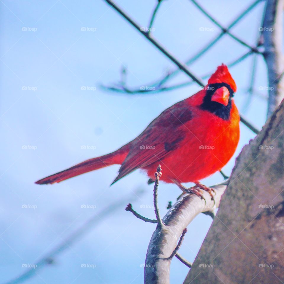 Cardinal