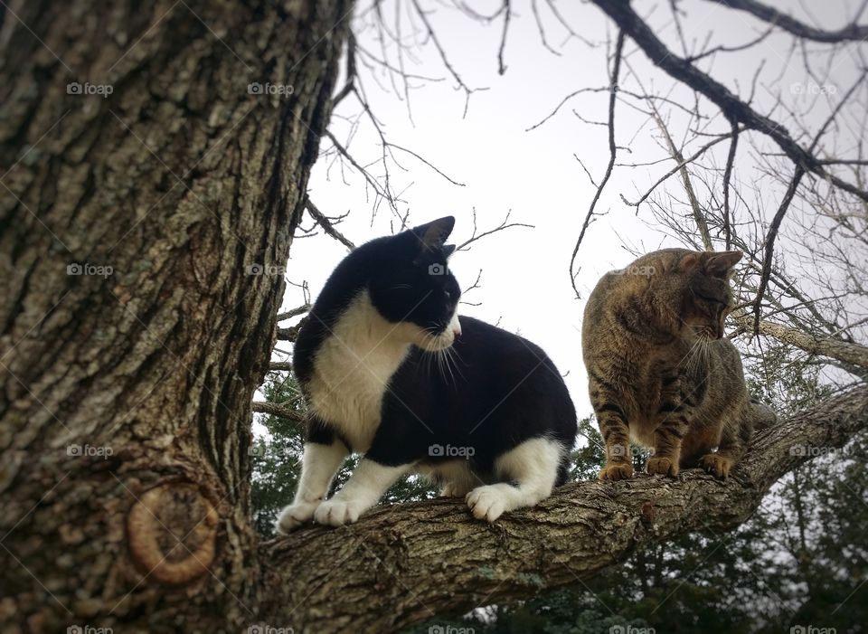 Two cats up a tree looking at something from high up one tabby one black and white feline friends