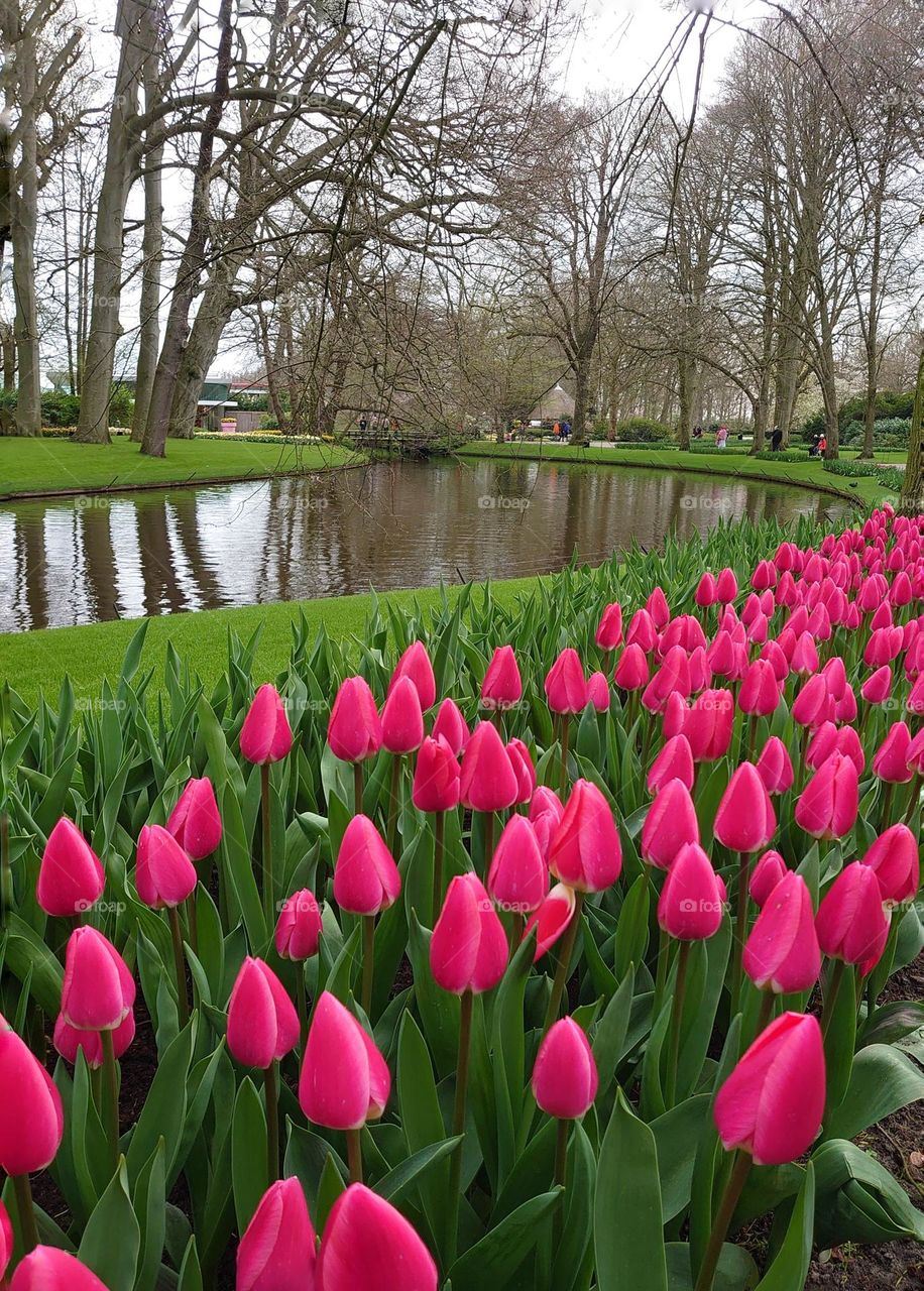 Pink tulips