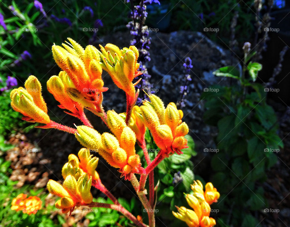 Kangaroo Paw flowers in California home garden