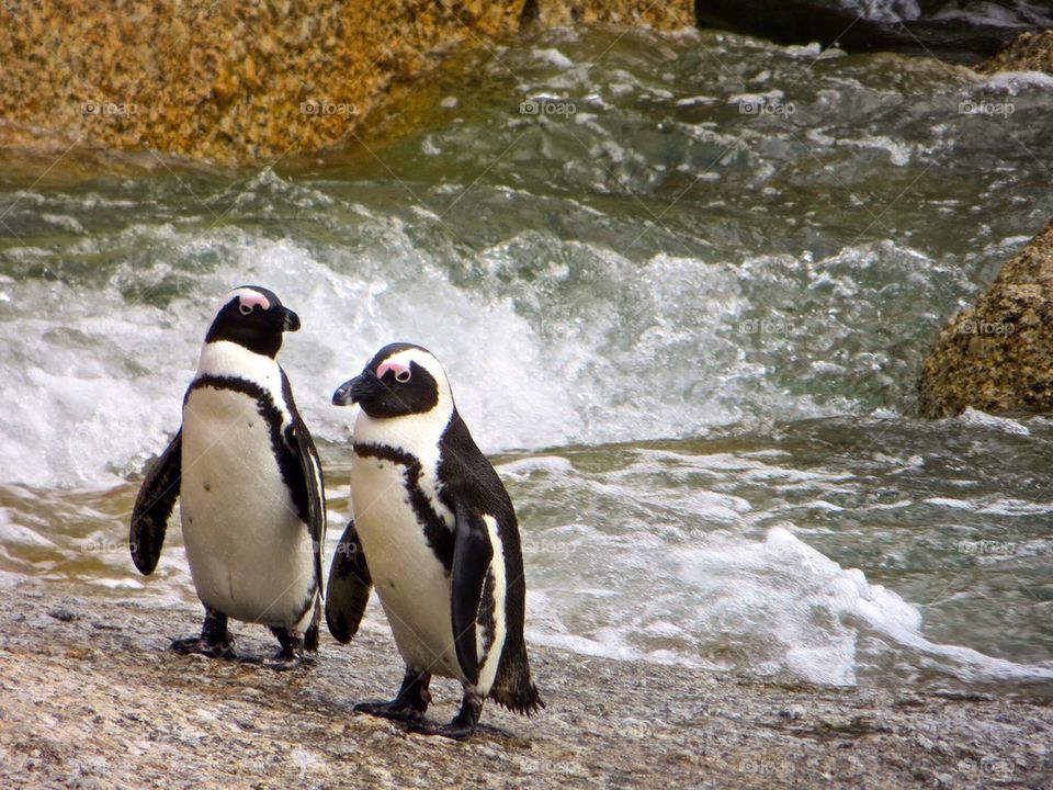 Penguin couple 