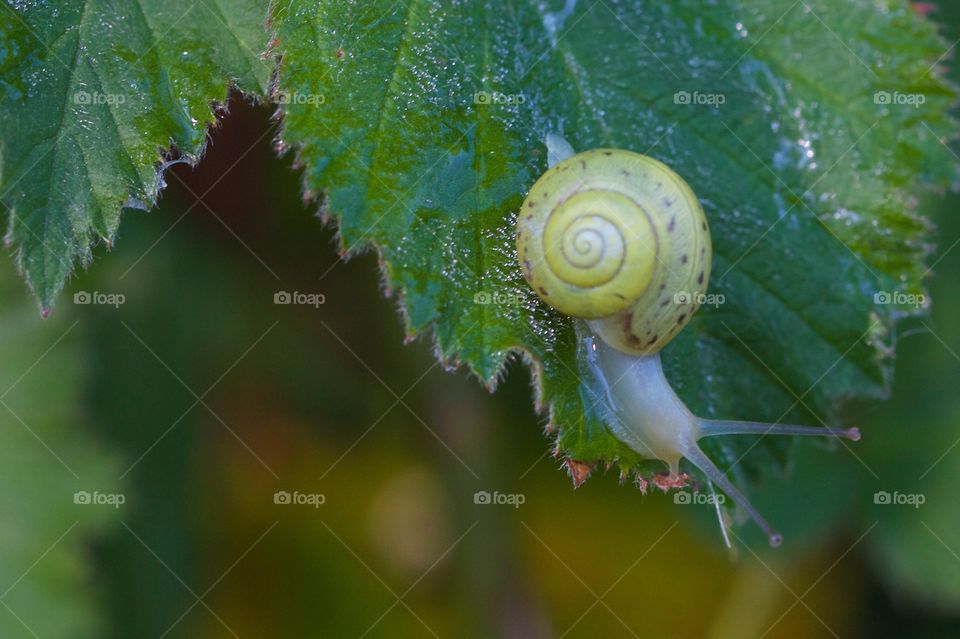 Close-up of snail crawling on plant leaf