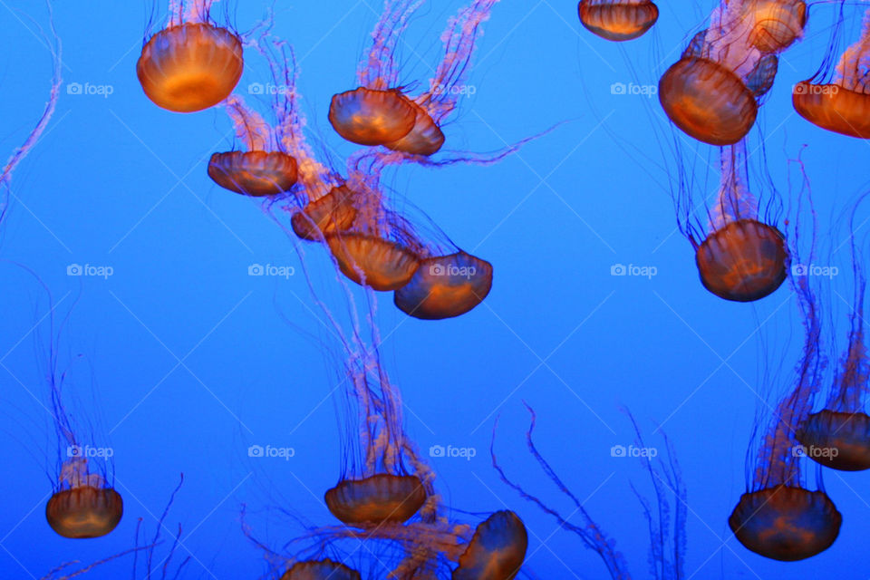 beautiful aquarium jellyfish fascinating by martini