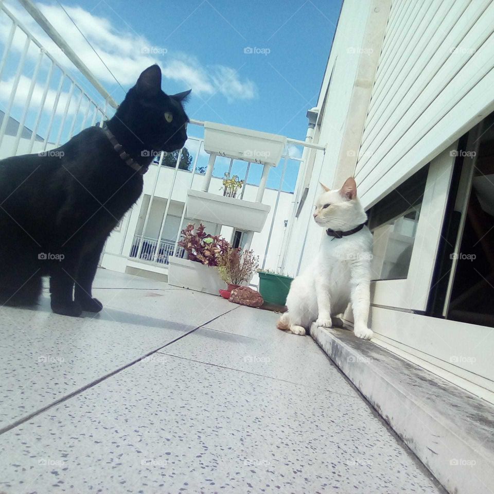 exploring the balcony