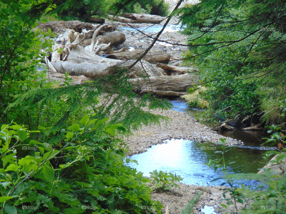 Beautiful creek on trail to short sands beach - oregon