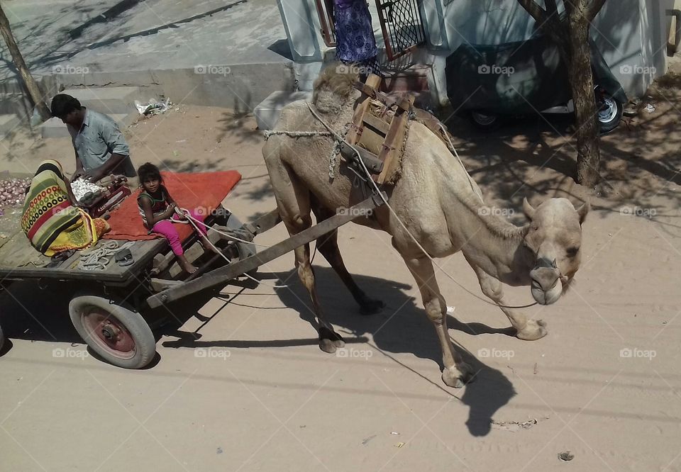 Camel carriage