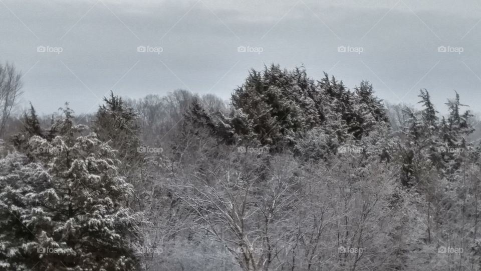 View of the fresh snow, laid upon the tree tops.