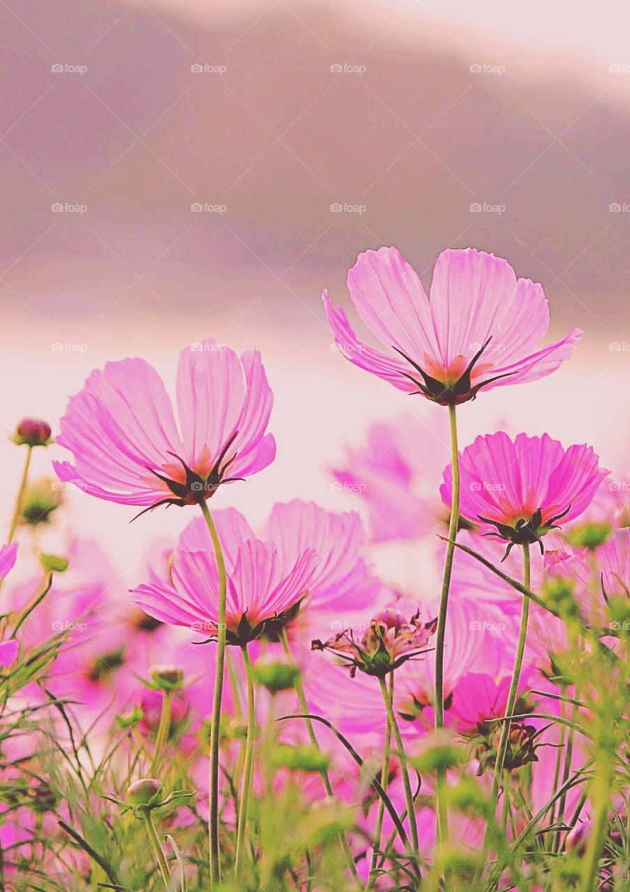 #Plants #Beauty #Botany #Nature #Sunny day