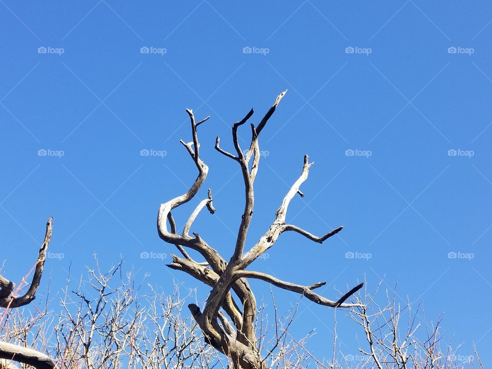 Dead branches against the bright blue desert sky.