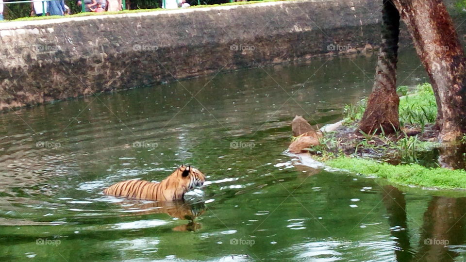 tiger swimming