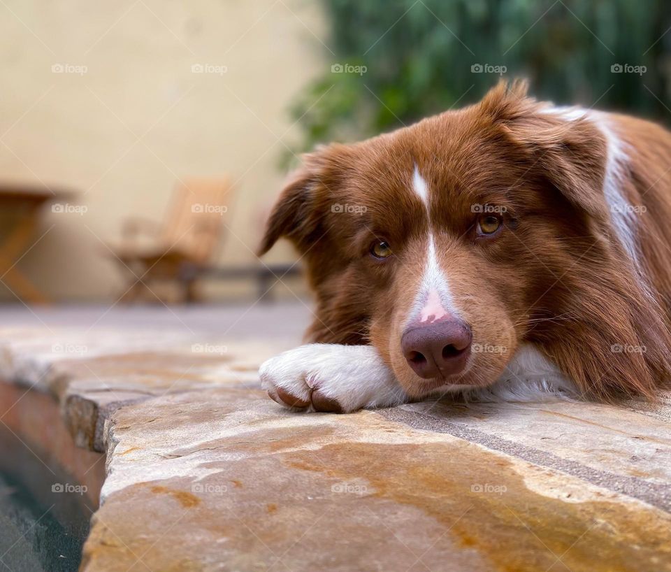 Border collie lying down in the backyard 