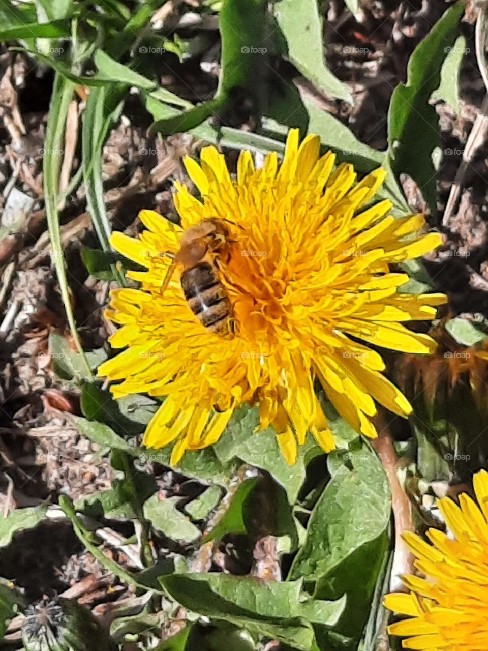 joung bee feeding on dandelion