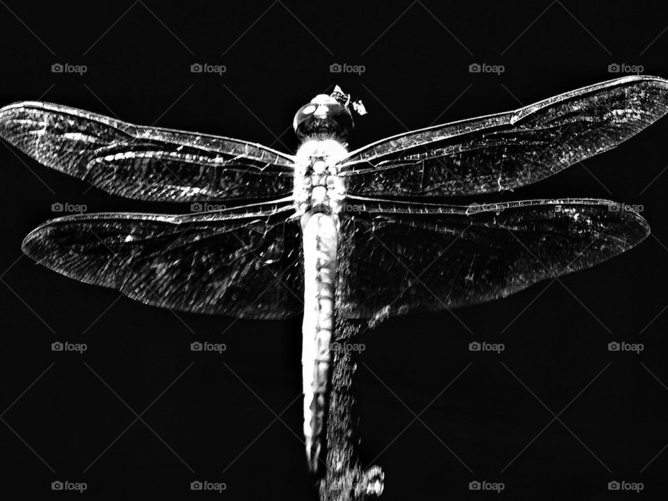Black and White Dragonfly