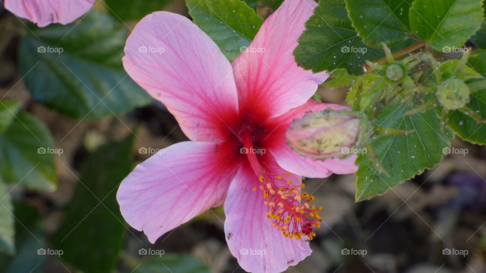 Hibiscus