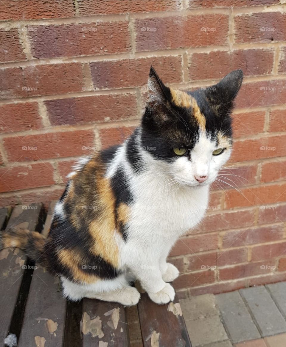 Cat sitting on bench having a rest
