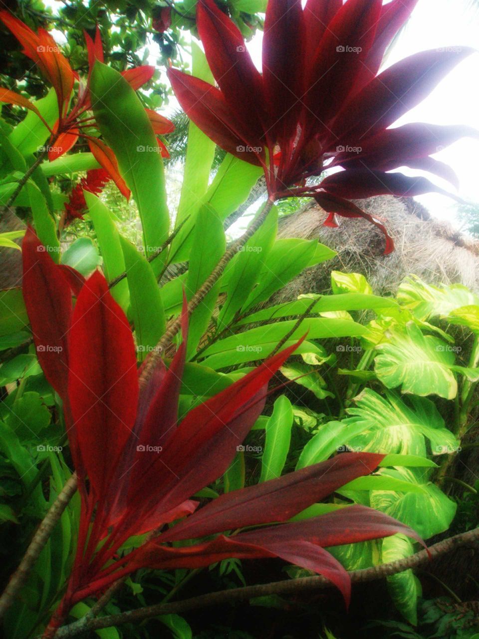 Red and green leaves