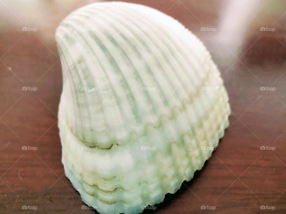 textured sea shell