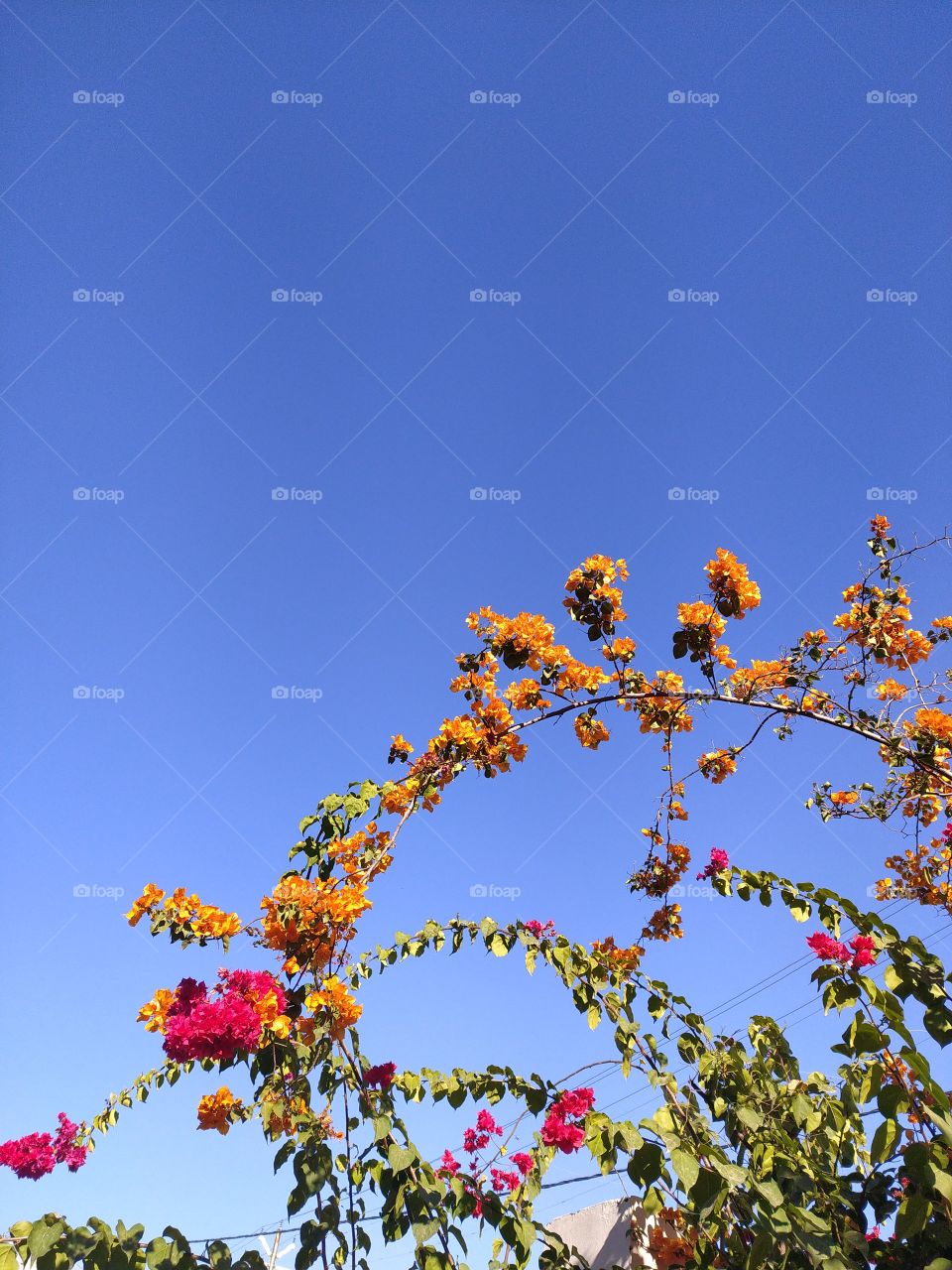 Beautiful Bougainvillea once again: A wonderful winter afternoon