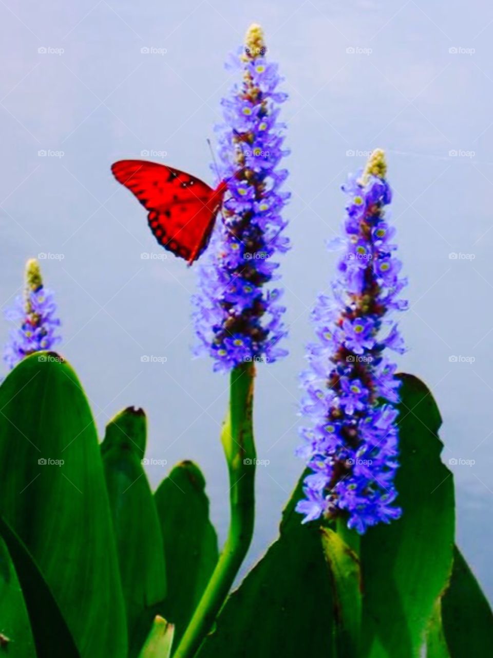 Butterfly on flower
