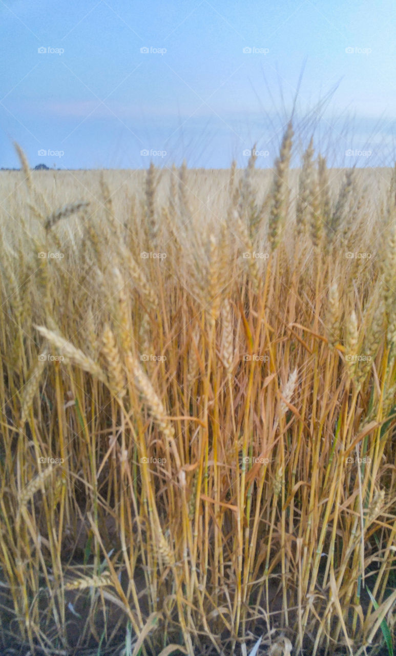 Wheat Ready for Harvest