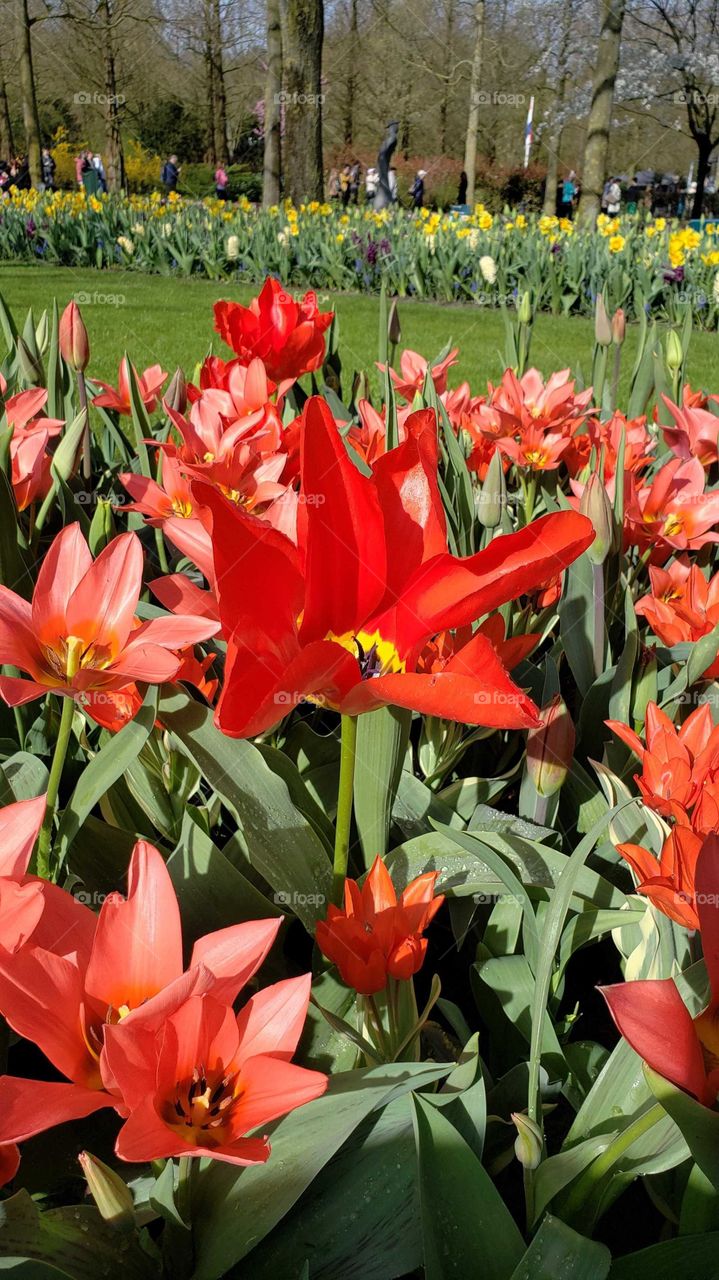 Tulip Festival, Netherlands, Floral,