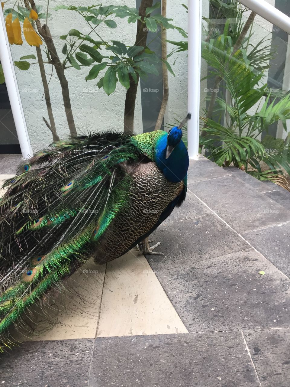 Bird, Feather, Peacock, Tropical, Zoo