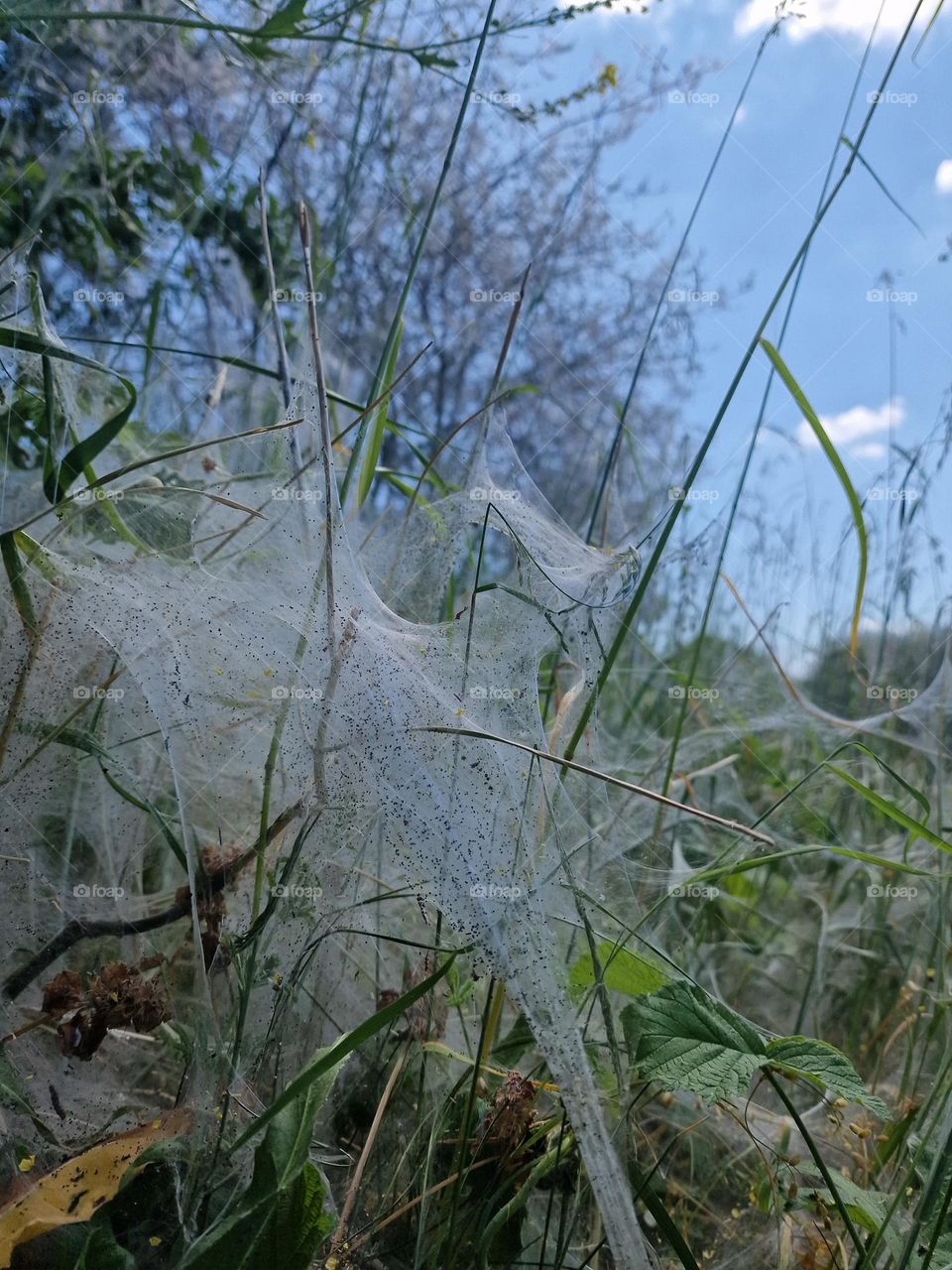 spider's web