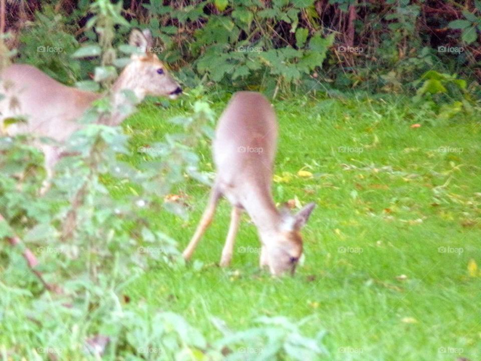 Rehe im Garten