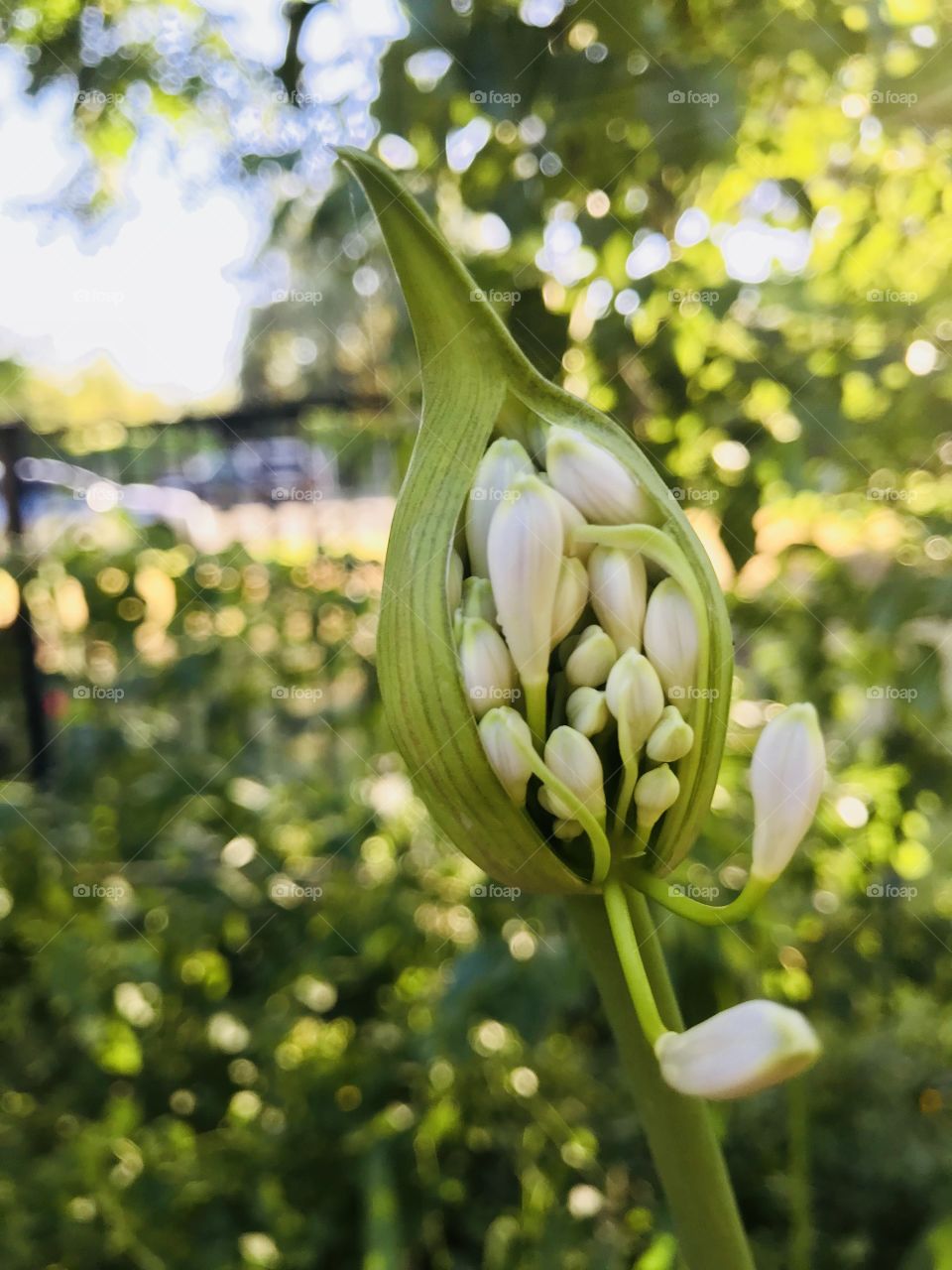 Agapanthus Bud