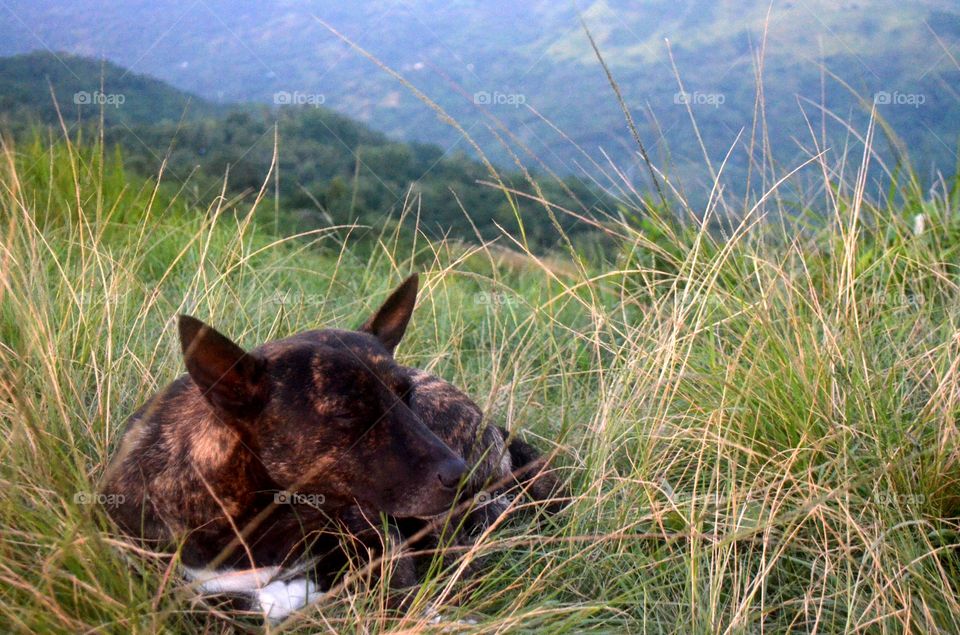 Resident dog in Mt. Naupa that welcome the mountaineers  on top of the mountain.