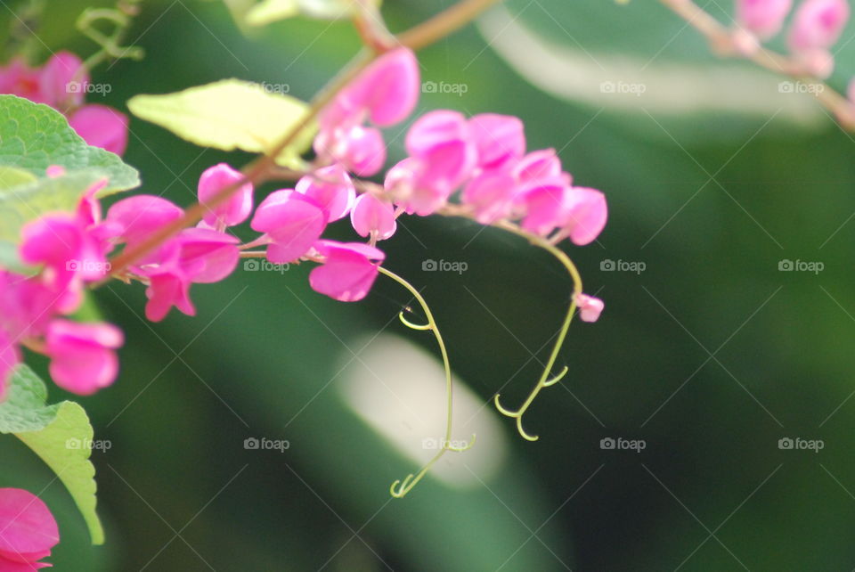 Blossom of pink flowers