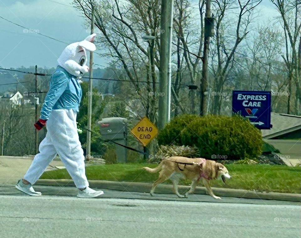 Easter Bunny walking a dog down the road