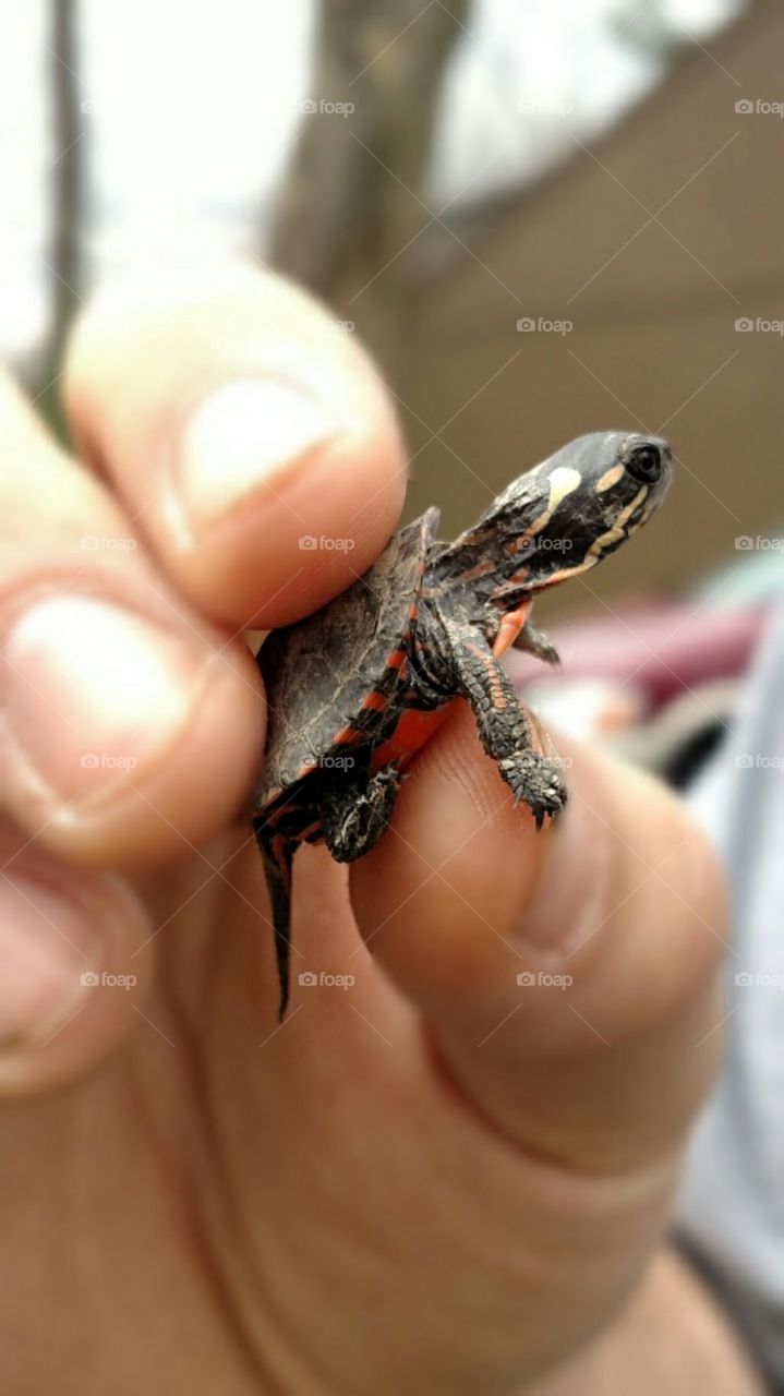 painted turtle