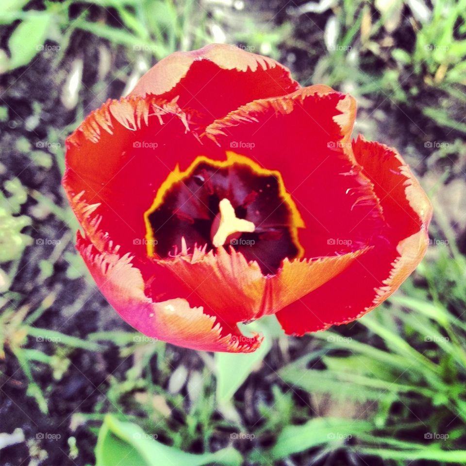 Red tulip