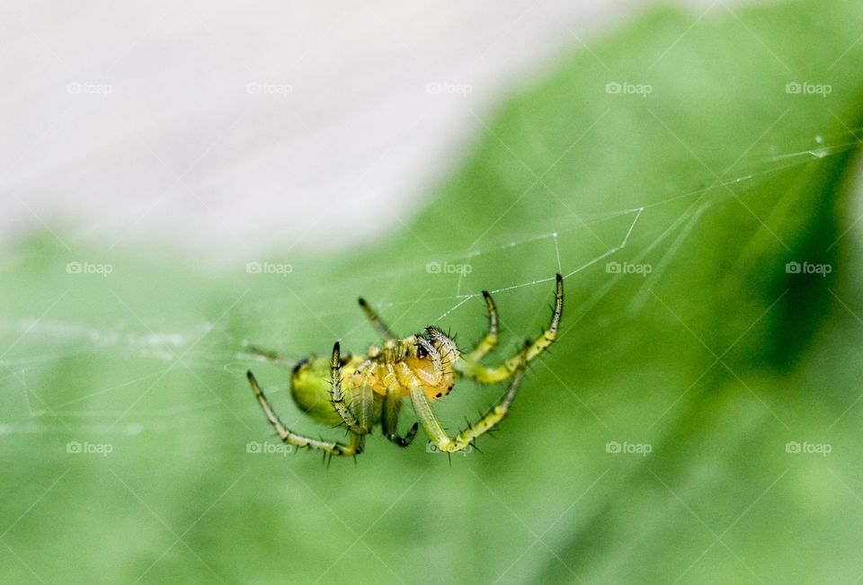 Green spider