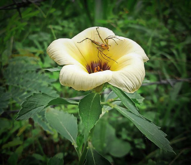 Morning flower.