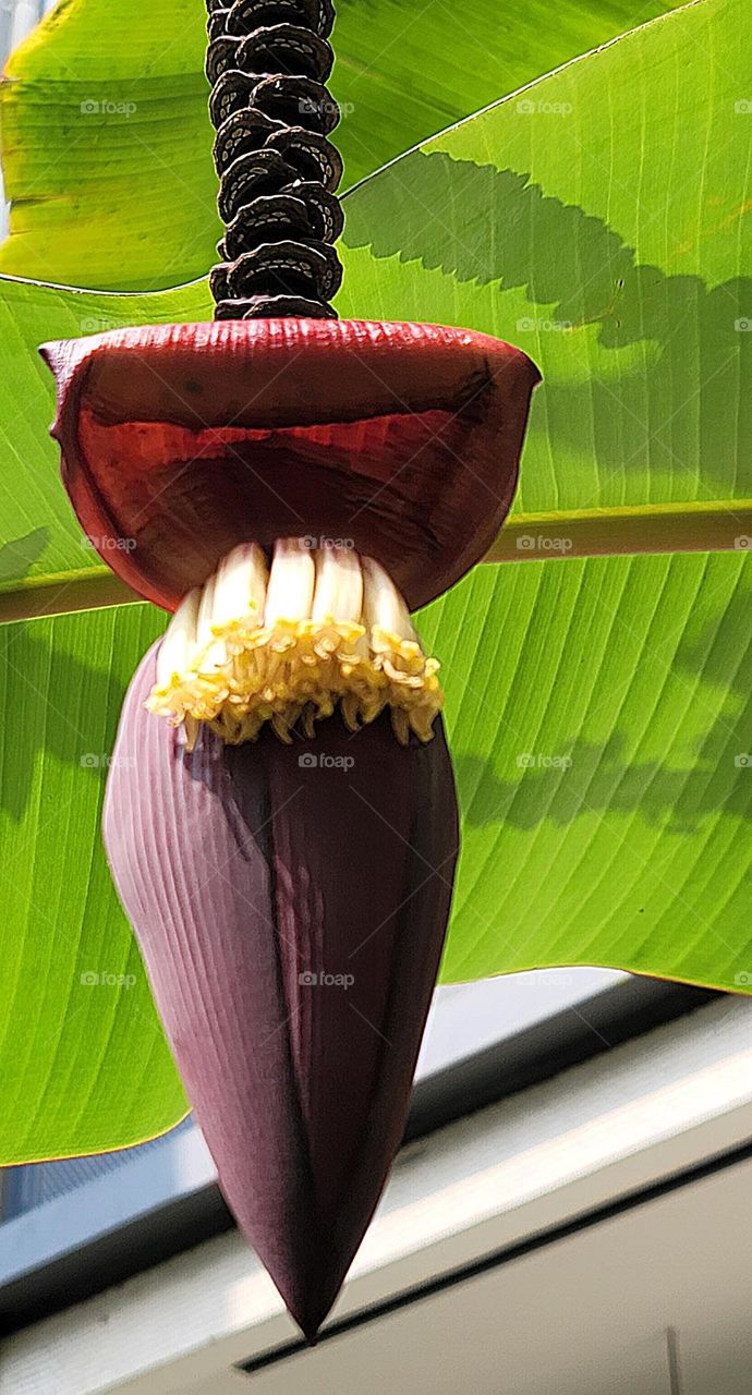 Banana blossom.