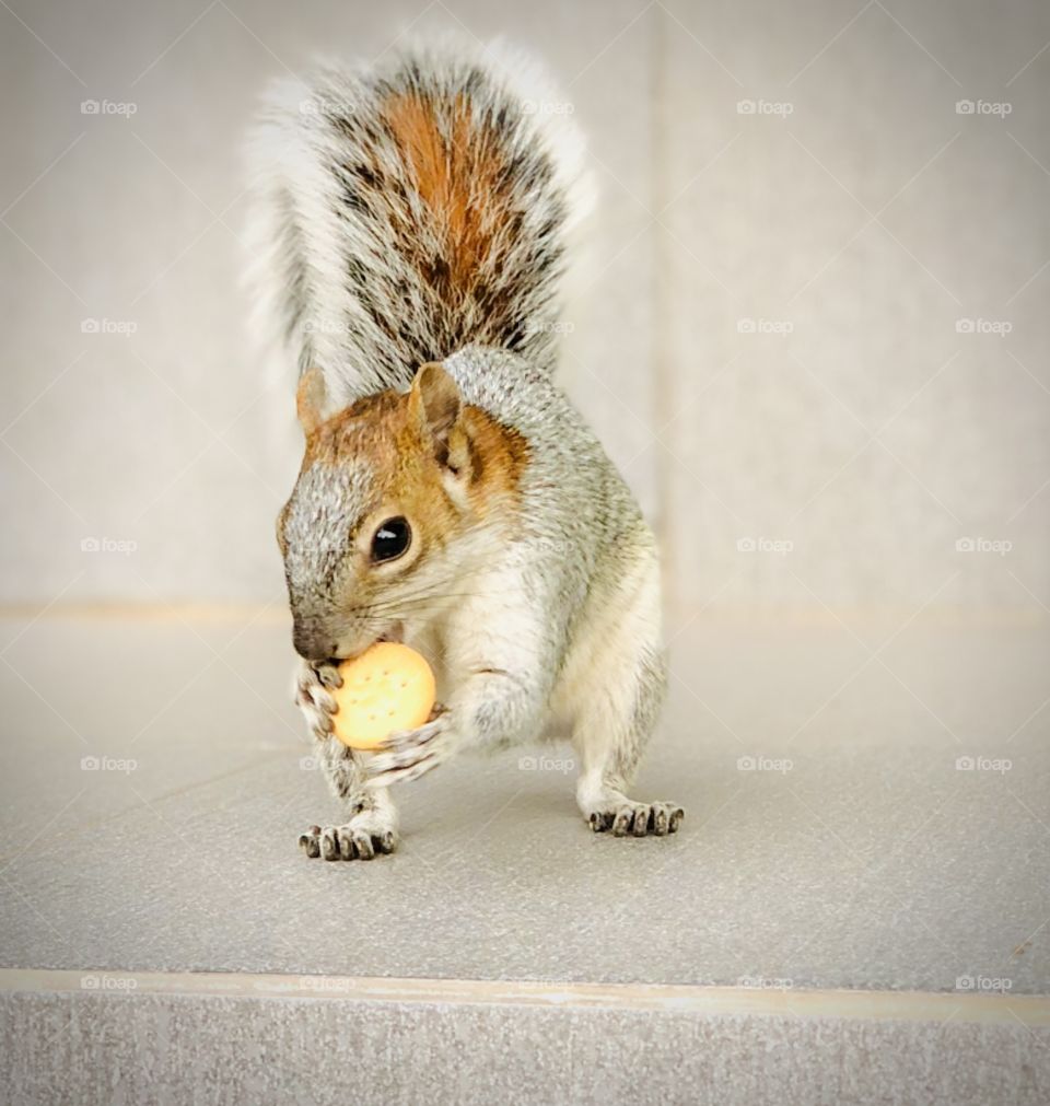 Squirrel 