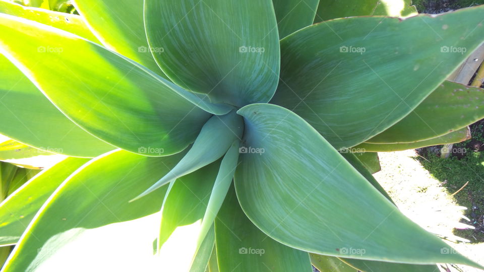 Agave
