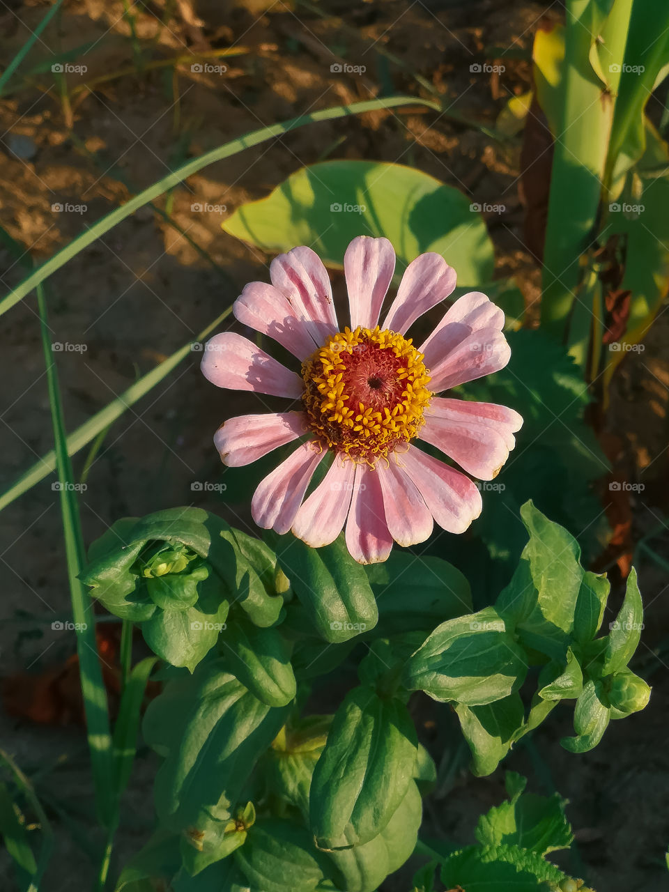 A pink flower with sunlight falling on its leaves.
