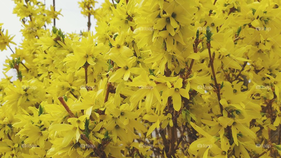 Early spring yellow shrub