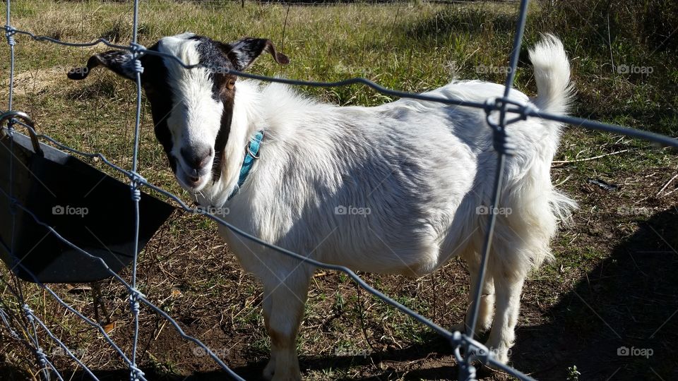 Billy the goat