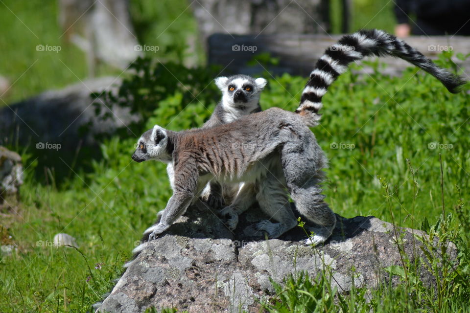Lemur